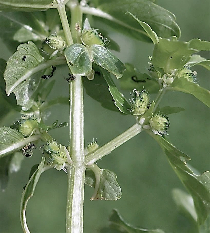 Fruits : capsules, à poils hérissés, à 2 loges, longues de 3 - 4 mm.