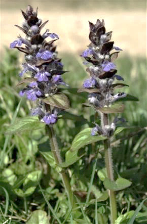 Bugle rampante