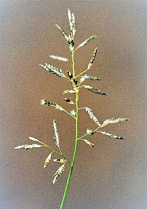 Inflorescence : panicule lâche d'épillets linéaires-oblongs, larges de 1,2 - 2,2 mm, à 8 - 15 (20) fleurs.