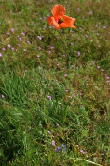 Coquelicot douteux