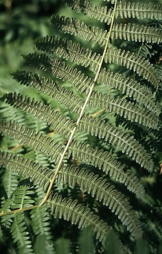 Sores partiellement protégés par le bord enroulé des lobes, mais plante très rarement fertile, se propageant essentiellement par son rhizome.