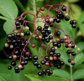 Fruits : drupes, noires à maturité, sphériques (Ø 6 - 8 mm).