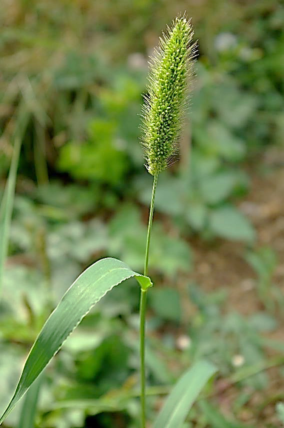 Inflorescence : panicule en forme d'épi cylindrique, longue de 3 - 20 cm, dressée, non lobée. Epillets à soies denticulées vers le haut d'où une inflorescence n'accrochant pas de bas en haut.