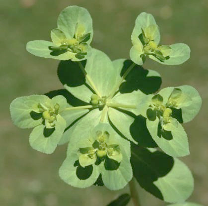 Inflorescence : ombelle de cyathes à 5 rayons étalés. Glandes ovales.