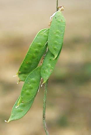 Fruits : gousses, glabres, aplaties, longues de 20 - 25 mm, déhiscentes.