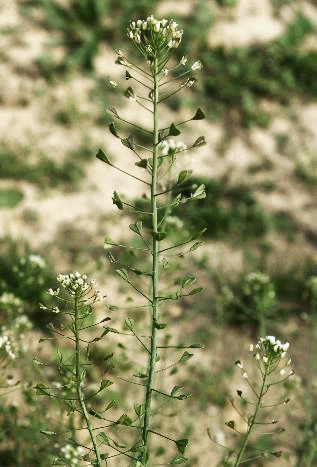 Inflorescence : grappe, allongée.