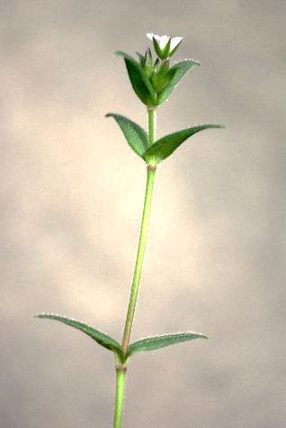 Feuilles caulinaires opposées, embrassantes mais sans oreillettes.