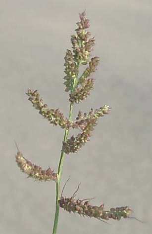 Inflorescence : 6 - 20 grappes en forme d'épis, espacées sur l'axe principal.