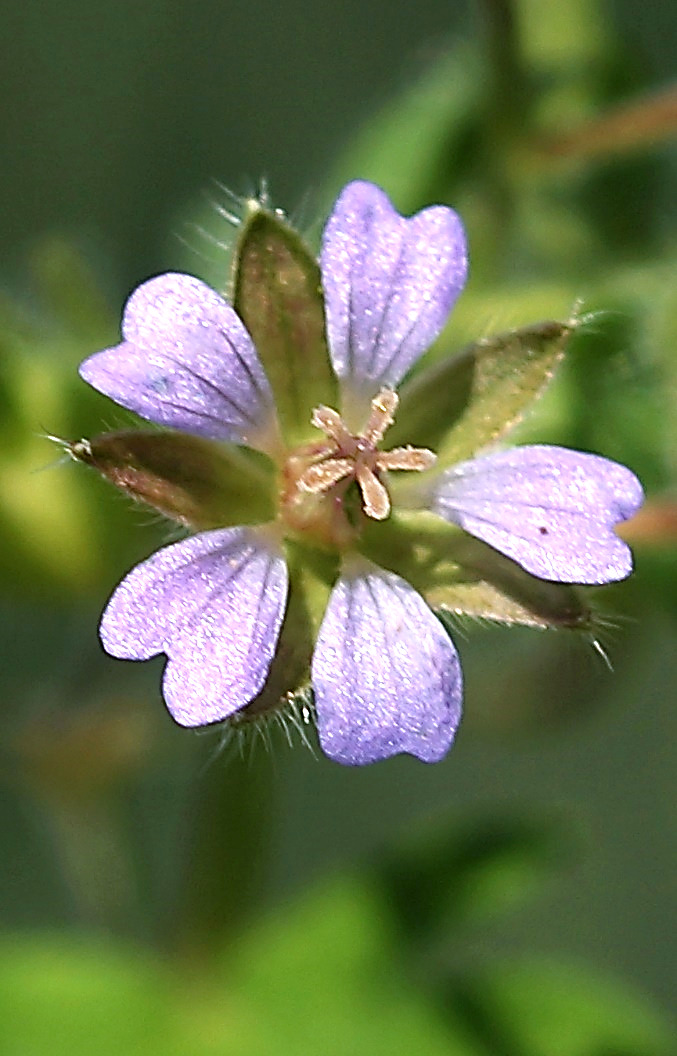 Fleur très petite (Ø 6 - 8 mm), à 5 pétales bleu pâle, échancrés.