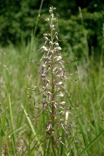 Inflorescence : épi, plus ou moins dense.