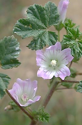 Fleurs lilas pâle, à 5 pétales égaux, échancrés.