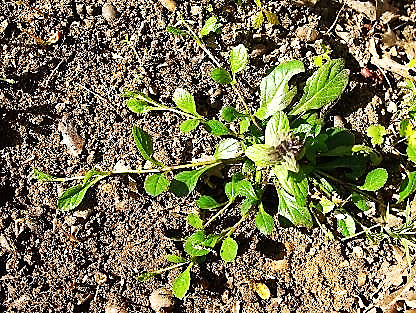 Longs stolons (d'où le nom d'espèce) pouvant atteindre 30 - 50 cm, s'enracinant.