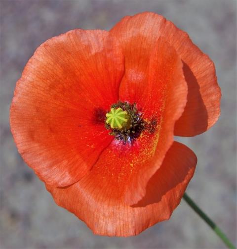 Fleur solitaire à pétales d'un rouge un peu orangé.