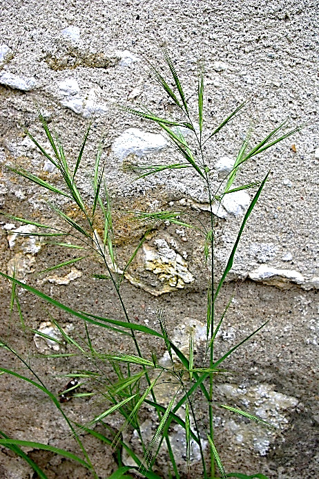 Brome à deux étamines