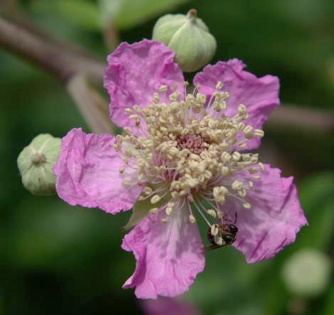 Fleur à 5 pétales, variant du blanc au rose.