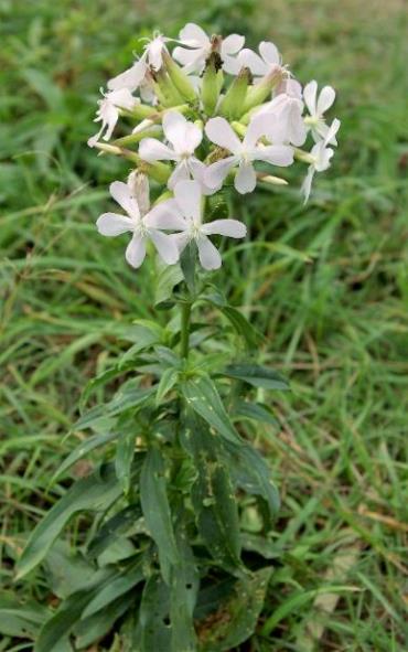 Saponaire officinale