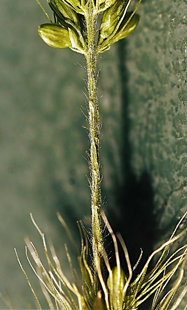 Axe de l'inflorescence à longs poils flexueux (ici les épillets ont été enlevés).