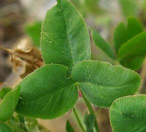 Feuille à 3 folioles ovales-obtuses, plus ou moins dentées.