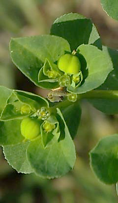 Fruits : capsules de 3 - 5 mm, à coque arrondie, lisse ou ridée.