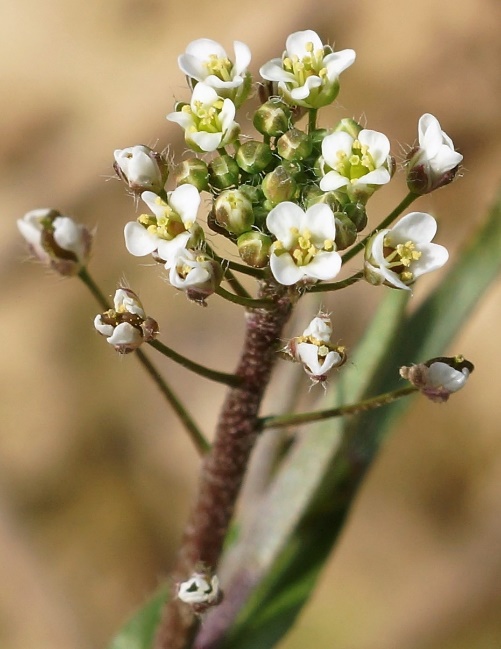 Fleurs blanches, à 4 pétales longs de 2 - 3 mm.