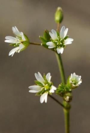 Inflorescence : cyme, lâche. Fleurs blanches assez petites, à 5 pétales échancrés.