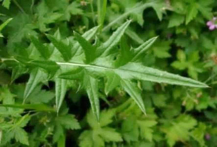 Feuille à lobes fortement épineux (épines longues de 2 - 10 mm).