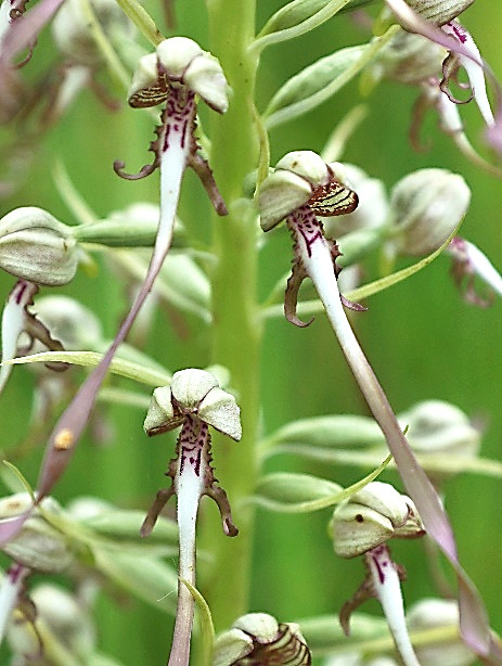 Fleurs d'un vert taché de pourpre. Lobe central du labelle étroit et très long (3 - 5 cm).