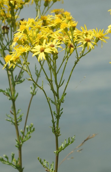 Inflorescence : corymbe plat de capitules.