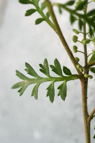 Feuilles un peu velues, 2 fois découpées, odorantes.