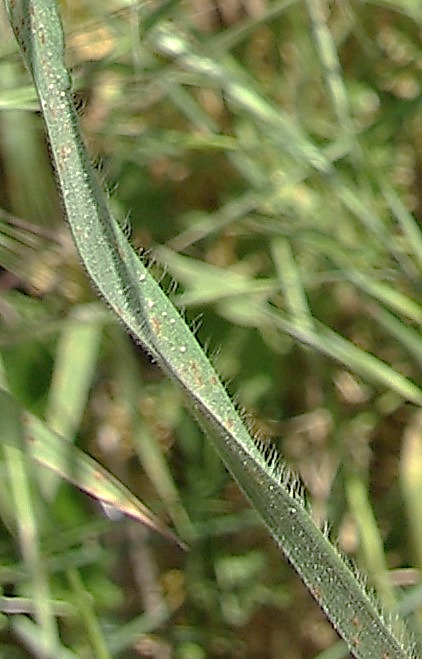 Feuilles larges de 4 - 8 mm, velues ou à pilosité éparse, scabres.