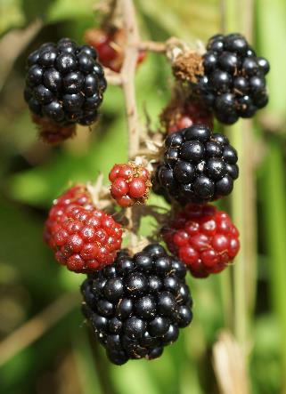 Fruits = mûres, composées de drupéoles agglomérées, petites (Ø 2 - 4 mm), d'abord rouges puis noires, luisantes.