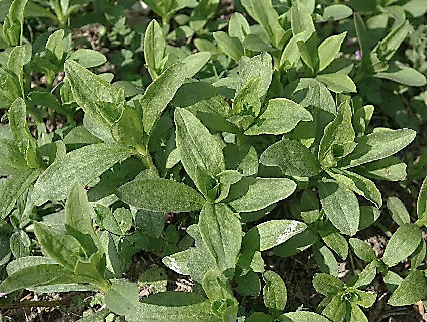 Feuilles lancéolées, à 3 - 5 nervures arquées-parallèles.