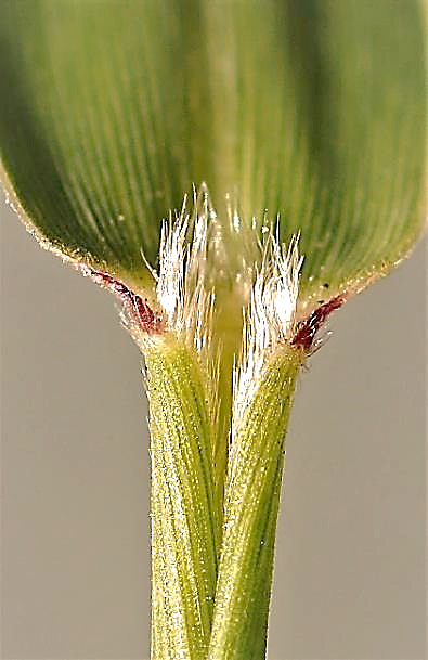 Ligule formée de poils.