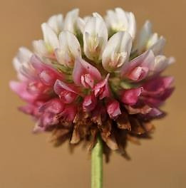 Inflorescence: grappe, axillaire ou terminale, globuleuse, formée de fleurs assez grandes, d'un blanc sale ou rosées,