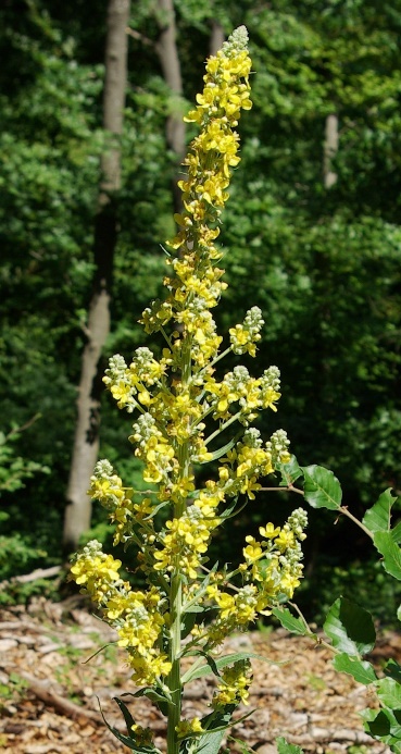 Inflorescence : grappe d'épis, très ramifiée.