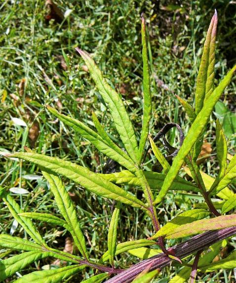 Feuille supérieure à segments entiers lancéolés-linéaires, à bords roulés.