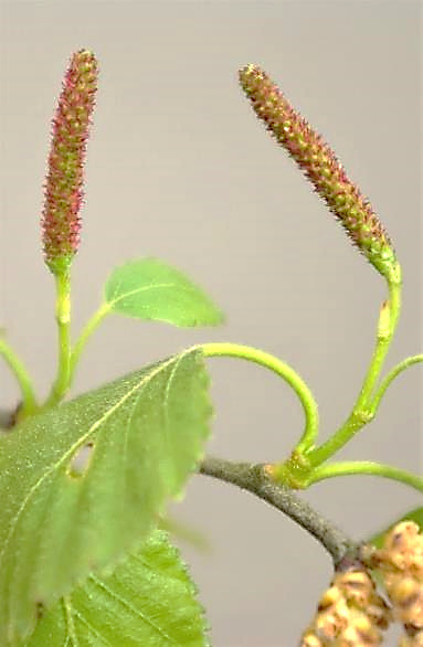 Inflorescencefemelle en chatons, d'abord dressés.