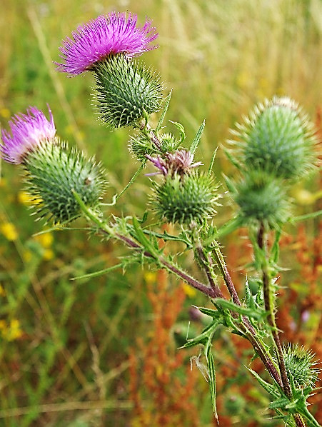 Inflorescence : grappe de capitules.