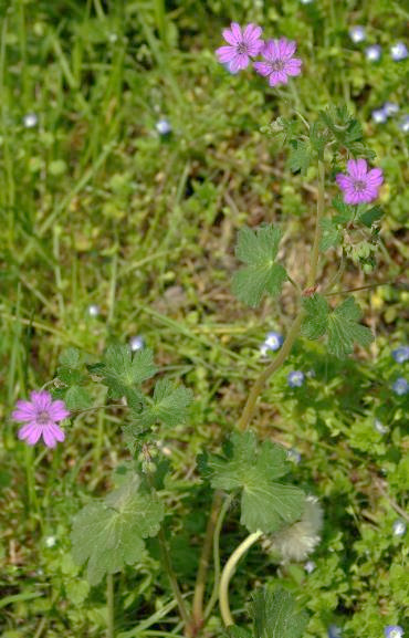 Géranium des Pyrénées