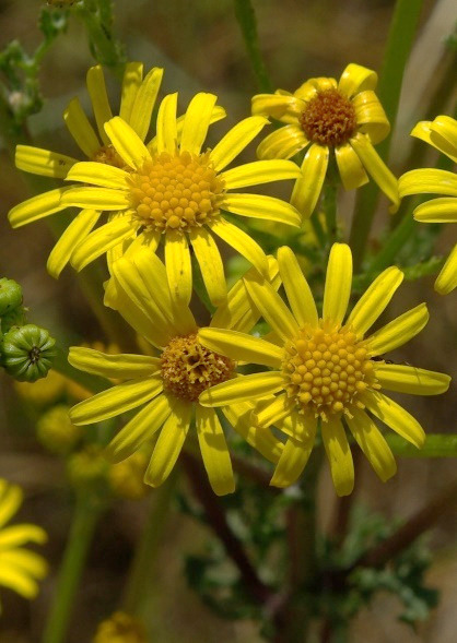 Capitules entièrement jaunes (Ø : 15 - 30 mm), à 12 -15 fleurs ligulées.