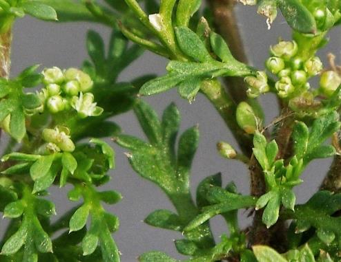 Inflorescence : courte grappe de fleurs minuscules (Ø 1 - 2 mm), opposée aux feuilles.