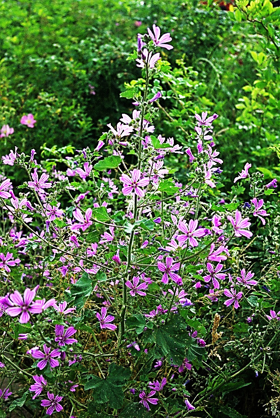 Mauve sylvestre