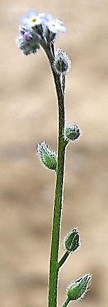 Inflorescence : cyme, initialement scorpioïde, puis s'allongeant au cours de la floraison.