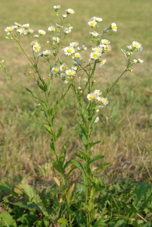 Érigéron annuel