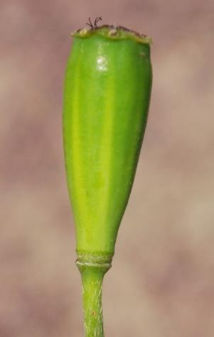 Fruit : capsule, 2 à 3 fois plus longue que large, glabre, rétrécie graduellement vers la base.