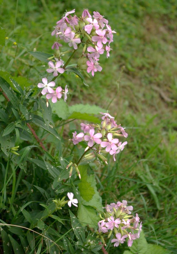 Inflorescence : cyme, sommitale, assez compacte.