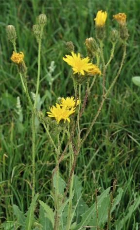 Inflorescence : corymbe de capitules.