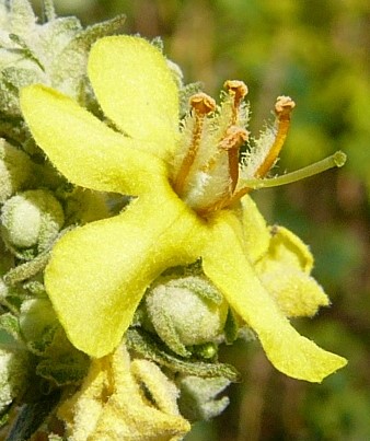 Fleur plutôt petite (Ø 10 - 20 mm), les 5 étamines à filets hérissés de poils laineux blancs. Stigmate globuleux.
© Jean PRIEUR