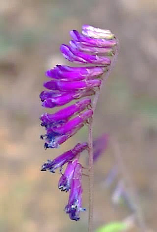 Inflorescence : grappe, unilatérale, oblongue, dépassant les feuilles adjacentes.