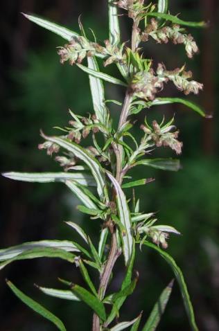 Feuilles bicolores: dessus bien vert, dessous blanc tomenteux.